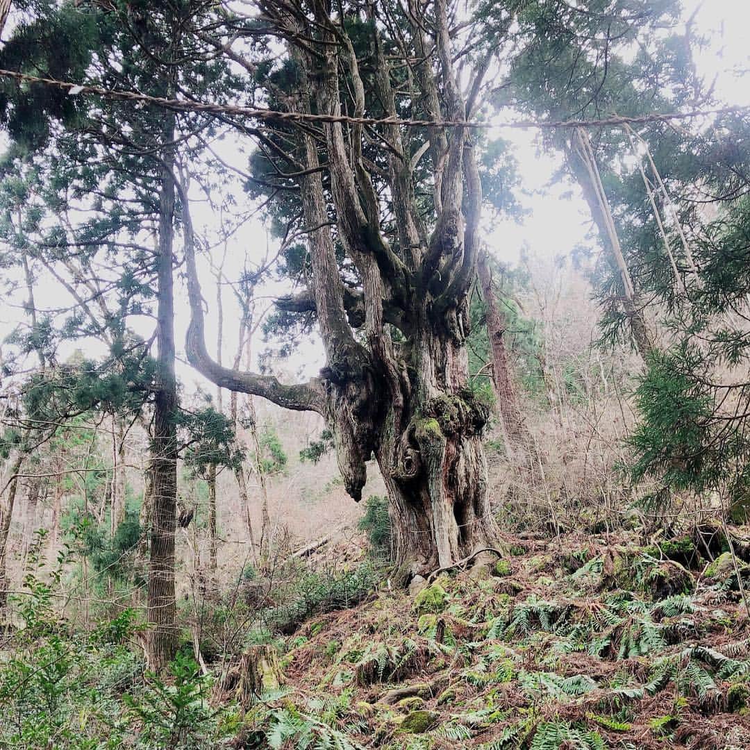 平田梨奈さんのインスタグラム写真 - (平田梨奈Instagram)「This Giant Chichi-sugi Japanese Cedar tree is 800years  old 🌲It was a little long ride to the tree but when we got there the air and nature was amazing 😌💕 #隠岐の島  #okinoshima #japan # #okiisland #japaneseculture #besttravelpics #besttrvellocation #yoroisland #amamiisland #japaneseculture #besttravelpics #besttrvellocation #trip #インバウンドトラベラーズ #famtrip  #hirafashion @beep_ss」3月19日 20時33分 - hirari_official