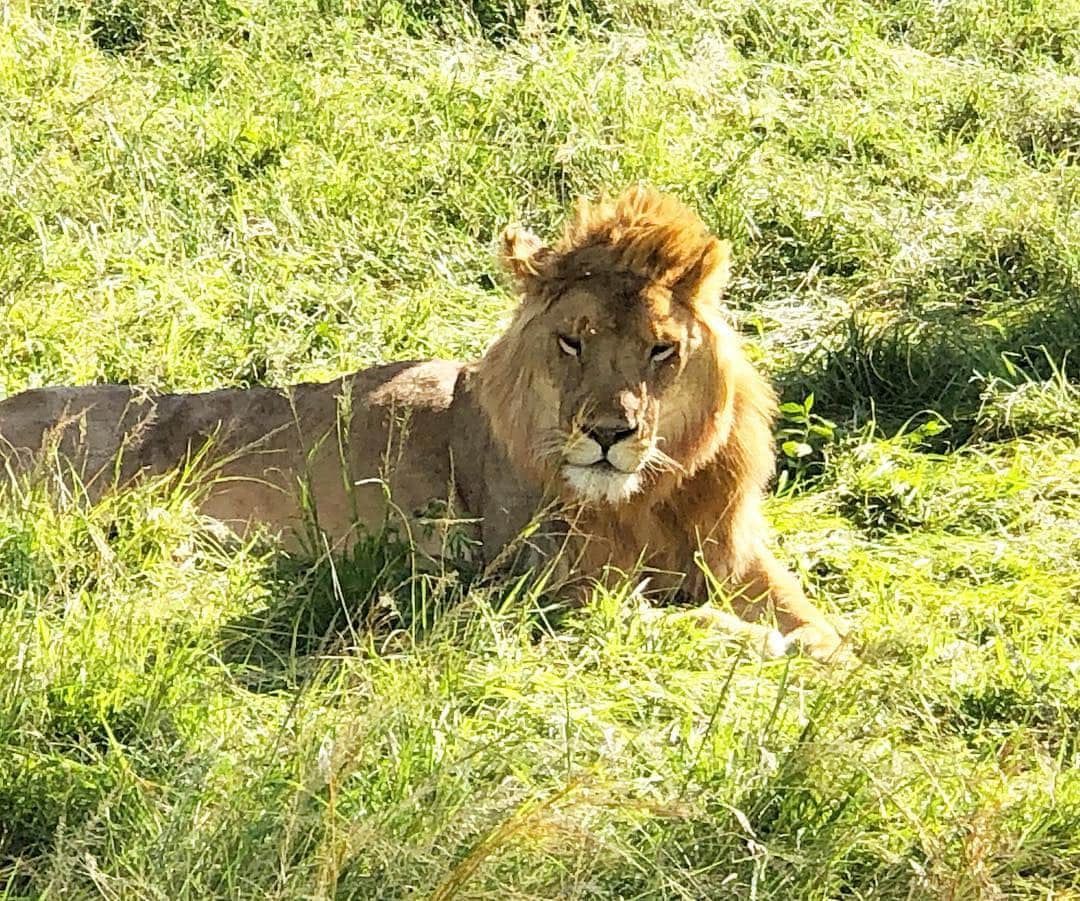 マキ・コニクソンさんのインスタグラム写真 - (マキ・コニクソンInstagram)「We are having so much fun at Masai Mara on Safari!! 🦒🦏🐘 楽し過ぎてたまらんのよ！たぁくさんの野生動物に会えました！🦏🐘🦒🦓 気候も最高だしはるばるケニアまで来て本当に良かった！🇰🇪 photo by Rinka  ナイスな写真サンキュ！😘 #旅のおすそ分け🤙🏼 #masai maraのおすそ分け🇰🇪 #楽しい春休み🤗」3月19日 20時35分 - makikonikson