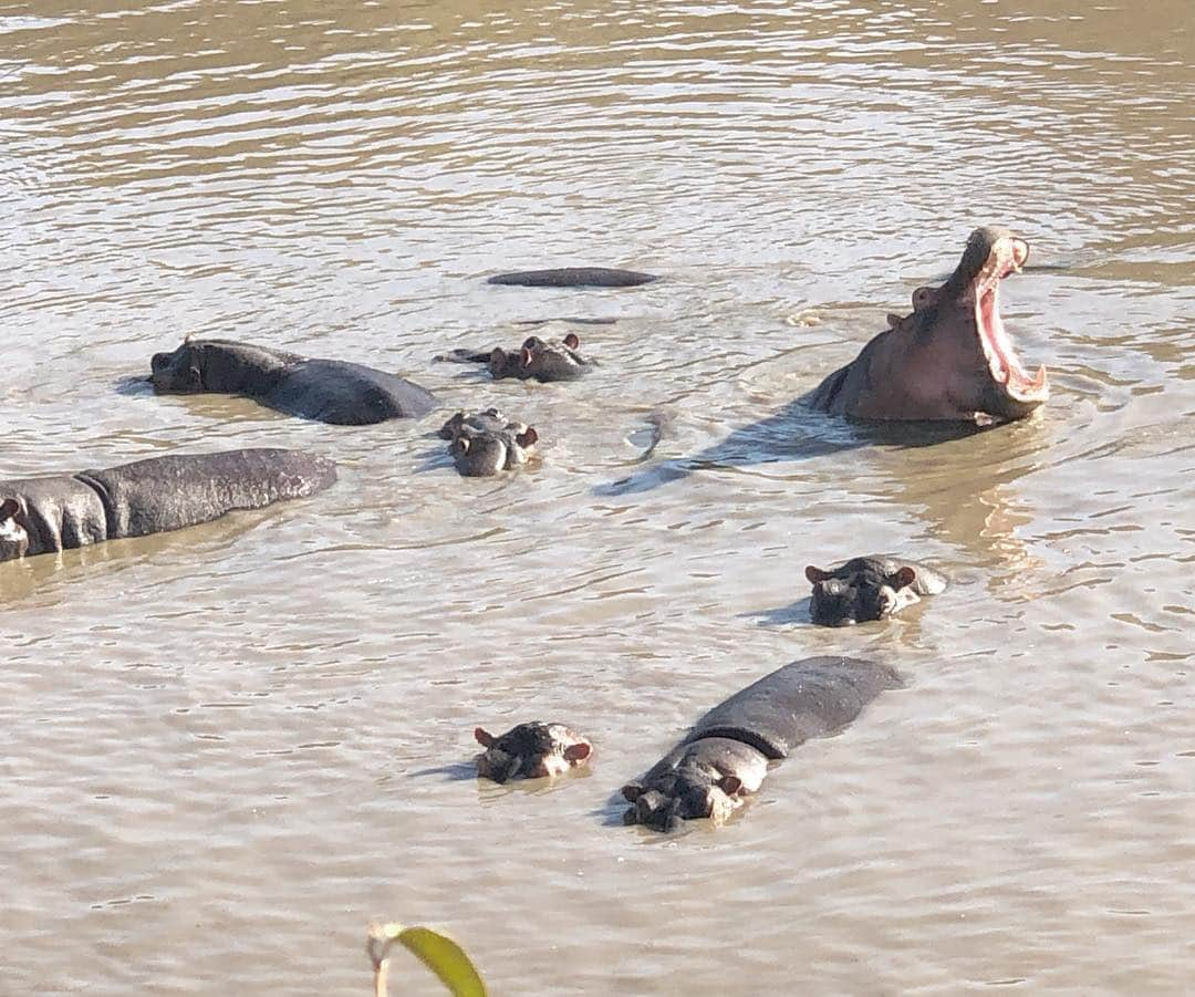 マキ・コニクソンさんのインスタグラム写真 - (マキ・コニクソンInstagram)「We are having so much fun at Masai Mara on Safari!! 🦒🦏🐘 楽し過ぎてたまらんのよ！たぁくさんの野生動物に会えました！🦏🐘🦒🦓 気候も最高だしはるばるケニアまで来て本当に良かった！🇰🇪 photo by Rinka  ナイスな写真サンキュ！😘 #旅のおすそ分け🤙🏼 #masai maraのおすそ分け🇰🇪 #楽しい春休み🤗」3月19日 20時35分 - makikonikson