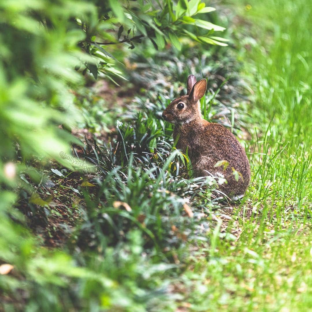 Holly Sissonさんのインスタグラム写真 - (Holly SissonInstagram)「Bunny in the Garden @VisitFlorida #LoveFL #LiveAmplified @Visit_Tally #iHeartTally ~ Canon 1D X MkII + 70–200 f2.8L IS MkII @  f2.8 200mm (See my bio for full camera equipment information plus info on how I process my images. 😊) ~ #pickmotion #exklusive_animals」3月19日 20時38分 - hollysisson