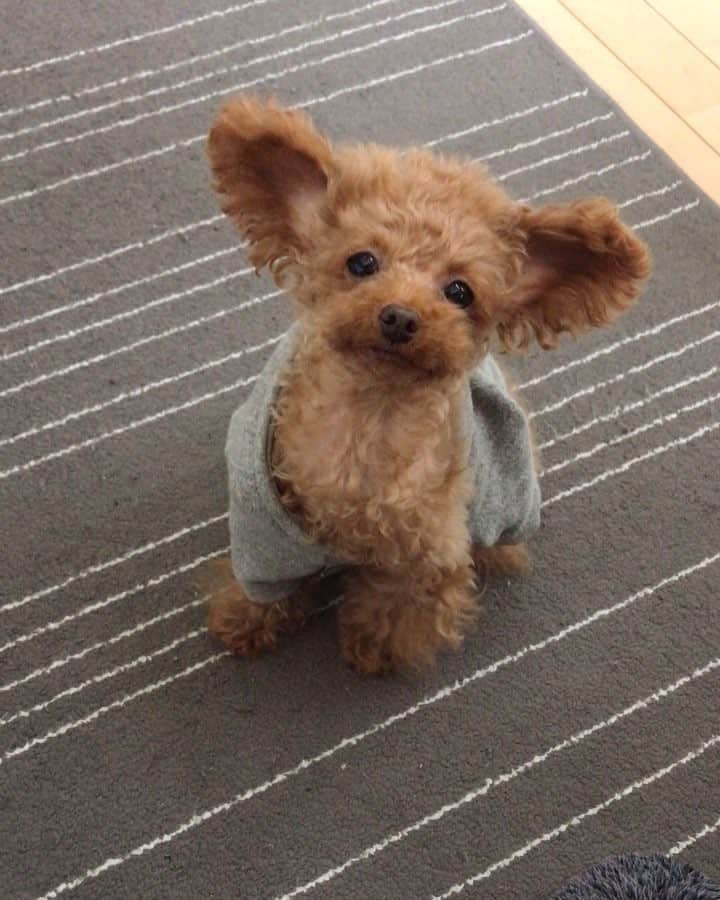 のインスタグラム：「早朝あるある😁 寝てる間に脱げて、とうやまの金さん状態に😂😂 そしてそのまま早朝ブフブフ🤣🤣 #プードル#トイプードル#ティーカッププードル#犬#poodle#teacuppoodle#toypoodle#dog#dogstagram#instadog#푸들#caniche#Pudel#貴婦狗#animalsco」
