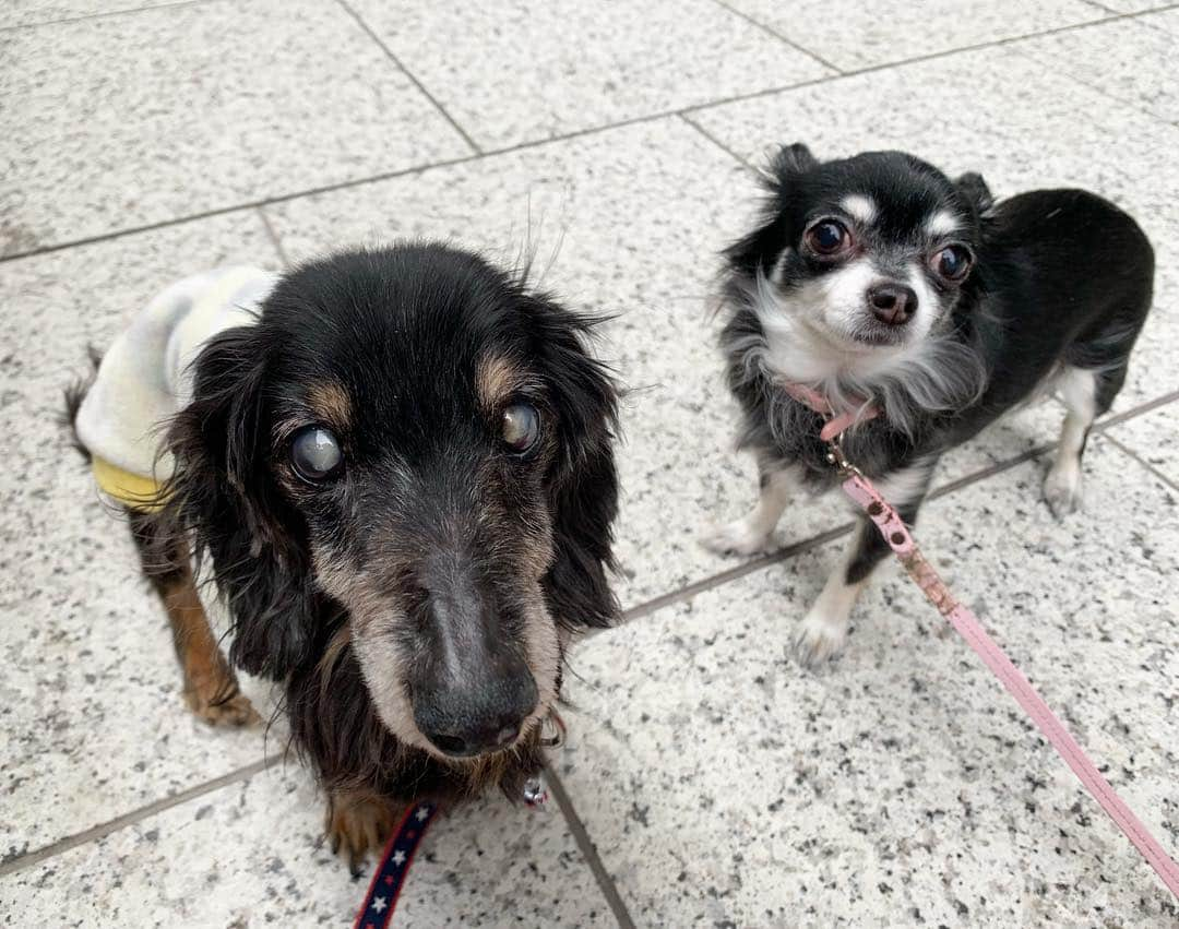 中野公美子さんのインスタグラム写真 - (中野公美子Instagram)「今日のお散歩のオリオンとルーナ🐶🐶💕 暖かくなってきて嬉しいな😊 オリオンは歩くのがとーってもスローになったので、 広場で自由に歩いて貰います☺️ #オリオン#ルーナ#orion#luna #ミニチュアダックスフンド #19歳 #チワワ#9歳 #シニア犬#シニア犬19歳 #miniaturedachshund  #chihuahua  #お散歩」3月19日 21時04分 - kumikorion