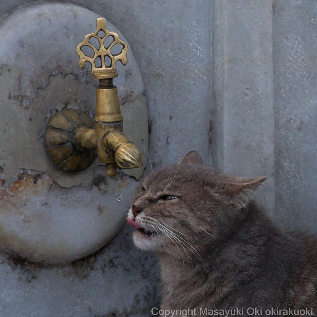 Masayukiさんのインスタグラム写真 - (MasayukiInstagram)「一滴のお水。  #cat #ねこ」3月19日 21時04分 - okirakuoki