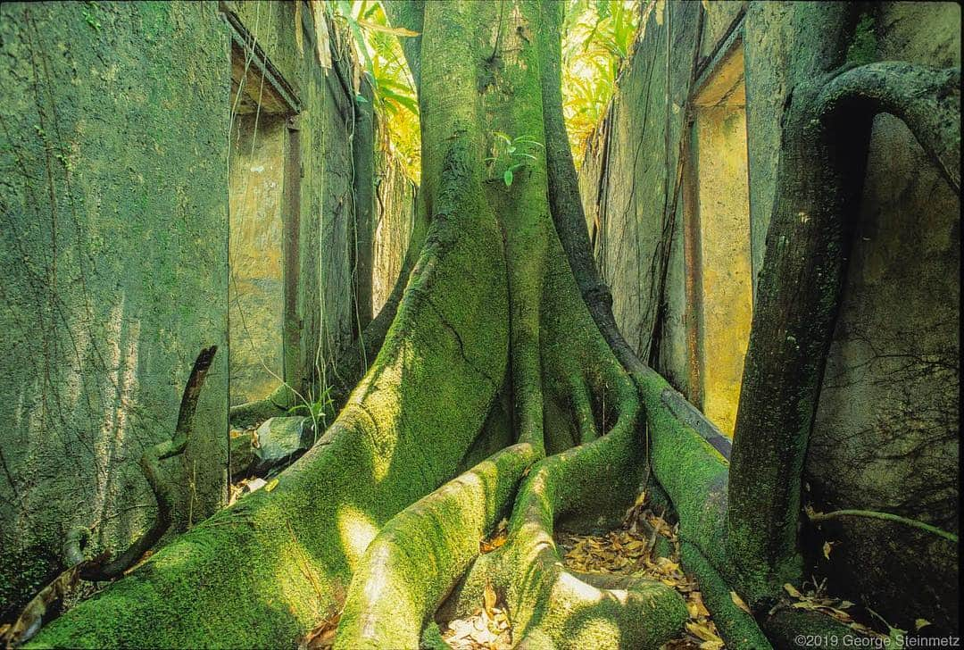 thephotosocietyさんのインスタグラム写真 - (thephotosocietyInstagram)「Photo by George Steinmetz @geosteinmetz // Nature is slowly strangling the past in the solitary confinement cells of Devil’s Island, French Guiana. Less than half the prisoners sent here survived. As a young man I was fascinated by Papillon, the story of Henri Charrière, a convict who escaped from this maximum security prison in 1941 by floating away on a bag of coconuts. Now Ile St. Joesph is a popular place for picnics and weekend vacations, and remains a Department of France in South America. To explore more of our world, follow @geosteinmetz」3月19日 21時05分 - thephotosociety