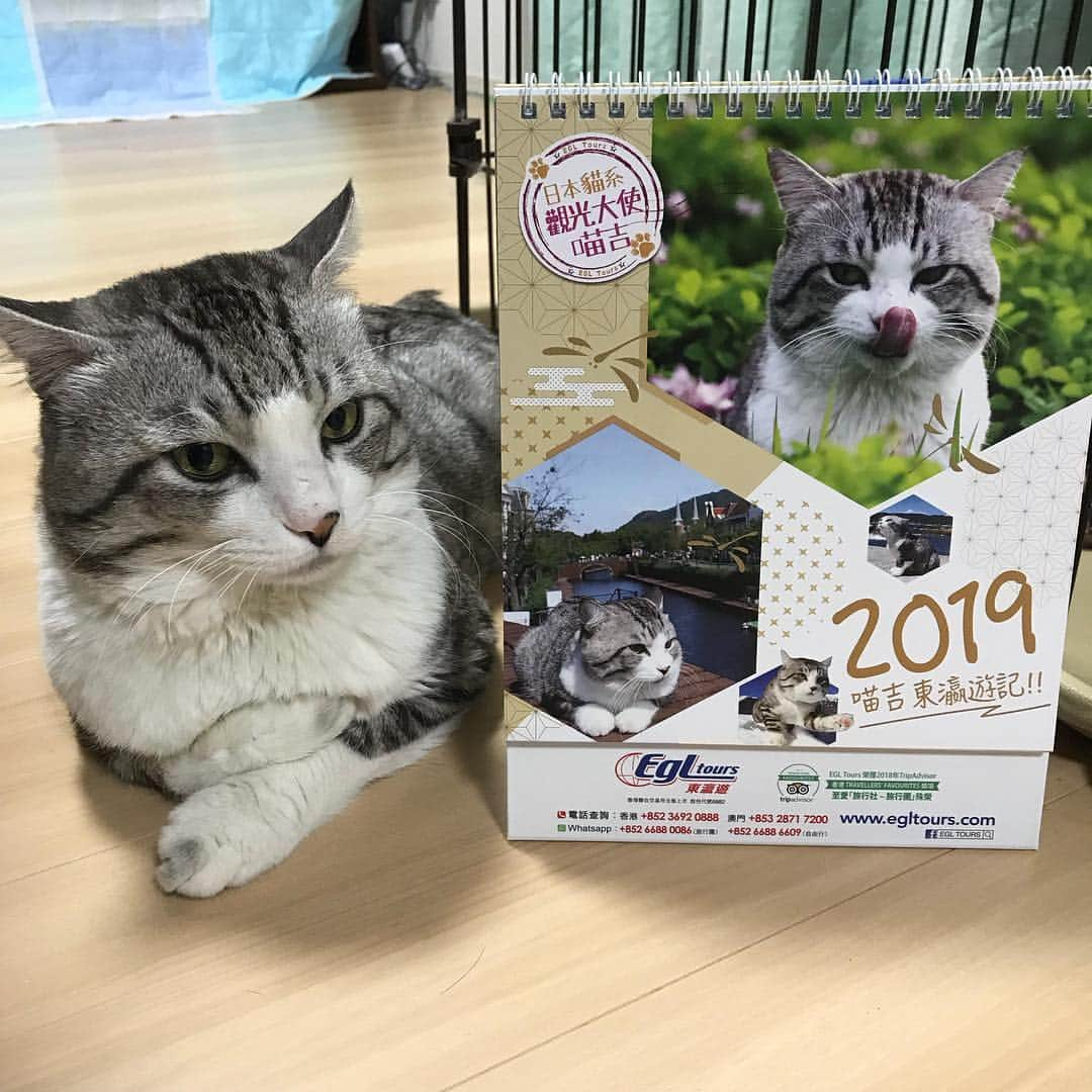 Nyankichi Noranekoさんのインスタグラム写真 - (Nyankichi NoranekoInstagram)「香港のEGLツアーズのカレンダーにゃり。  Calendar of EGL Tours in Hong Kong.  #猫 #고양이 #แมว #貓 #кошка #qata #chat #ニャンスタグラム #gato #喵星人 #ねこ部 #旅猫 #動物 #ねこのきもち #ニャン吉 #kawaii #保護猫 #イケニャン #japan #猫写真 #ねこ #seekor #ネコ #旅貓 #カレンダー」3月19日 21時21分 - noraneko_nyankichi