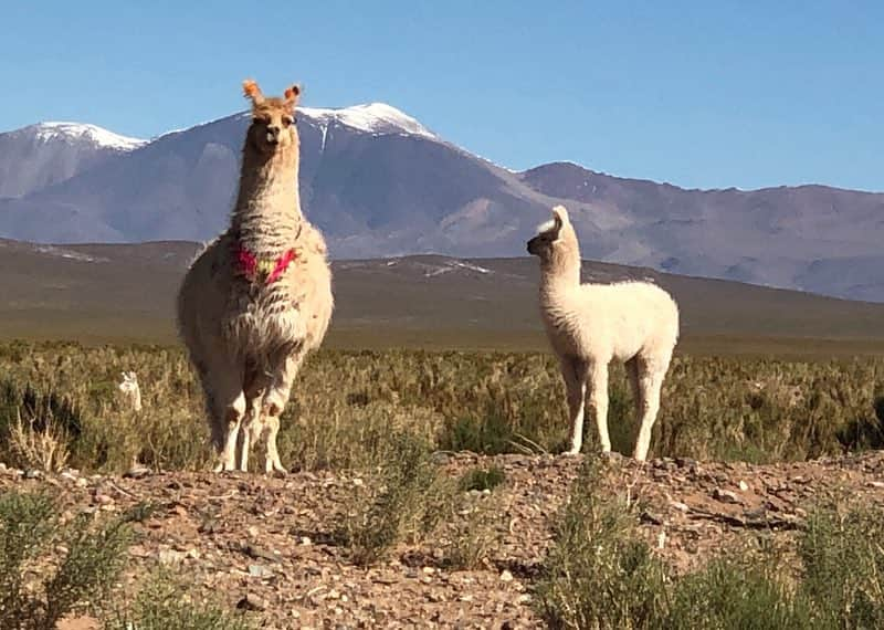 Laraさんのインスタグラム写真 - (LaraInstagram)「. . llamas 🦙  #4170m . 標高4170mのjujuyは そこら中にリャマがいっぱい 🦙🦙🦙 リャマってアルパカより大きくて 耳が頭の上にバナナのせてる みたいな形してるんだって。 とってもかわいかったよ 🦙🦙 #アルゼンチン #🇦🇷」3月19日 21時37分 - fa_la_lara