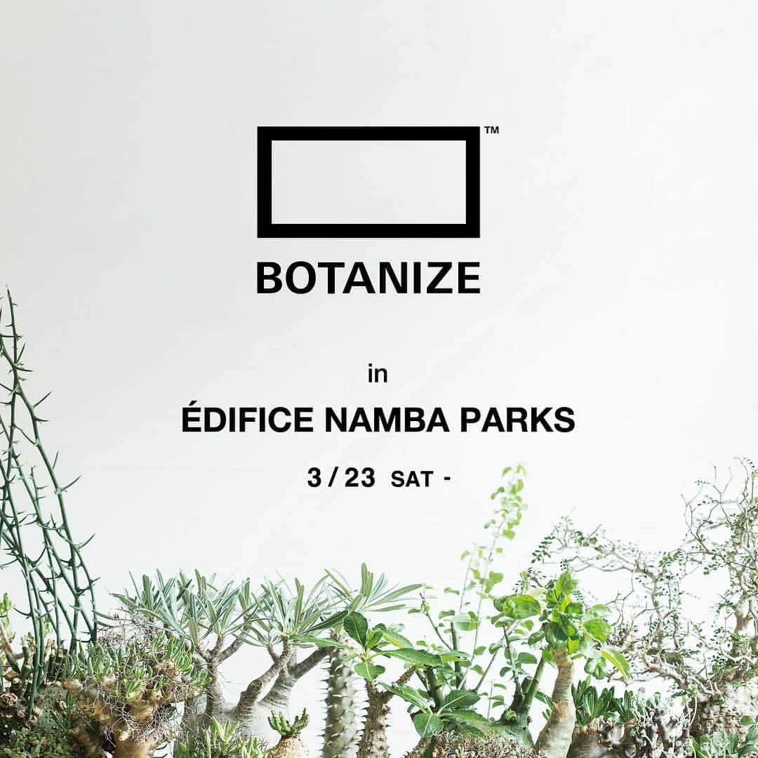 のインスタグラム：「【EVENT information】﻿ - BOTANIZE in EDIFICE NAMBA PARKS -﻿ ﻿ 昨年EDIFICE TOKYOで開催され好評を博した、塊根植物を中心としたエキゾチックプランツショップ「ボタナイズ」のPOP-UPイベントが、スケールアップしてEDIFICEなんばリニューアル記念イベントとして花を添えます。﻿ ﻿ 今回のイベントでは、BOTANIZEに縁のある"SHO-DO"、"然"、"NEOSHIHO"の作家鉢の展開に加え、このイベントの為に製作されたEDIFICE×BOTANIZEのコラボアイテムも販売。﻿ ﻿ 関西地区では滅多にお目に掛かれないBOTANIZE POP-UP。代表の横町 健氏が経営する"anea café"自慢のコーヒー、アルコールと共に皆様のご来店をお待ちしております。﻿ ﻿ ﻿ ﻿ 【開催日】﻿ 3／23　11時（オープンから販売開始）﻿ ﻿ 【BOTANIZE販売方法】﻿ ・9：30~10：00の間に店前にお並びください。﻿ （スタッフアナウンスに従ってください。）﻿ ※前日、時間外の並びはご遠慮ください﻿ ・10：00より並びを締め切り、販売抽選券を配布、抽選順に並び直ししていただきます。﻿ ・11：00から抽選順にご案内し、販売させていただきます。﻿ ・抽選対象者販売終わり次第フリーでご覧いただけます。﻿ ※作家鉢の購入について、各作家鉢につきお一人様2点までの購入とさせていただきます。（作家鉢単品、植物植え込み鉢を含みます。）またインビジブルインクは販売致しません。﻿ ﻿ ﻿ ﻿ ﻿ ﻿ ﻿ ﻿ ﻿ #edifice #edificenambaparks #event #information #base_anea_botanize #botanize_shirokane #exotic_plants_lovers #botanize #botanizeand #succule #cactus #plant #caudex #caudiciform #art #dryflower #wedding #interior #flower」