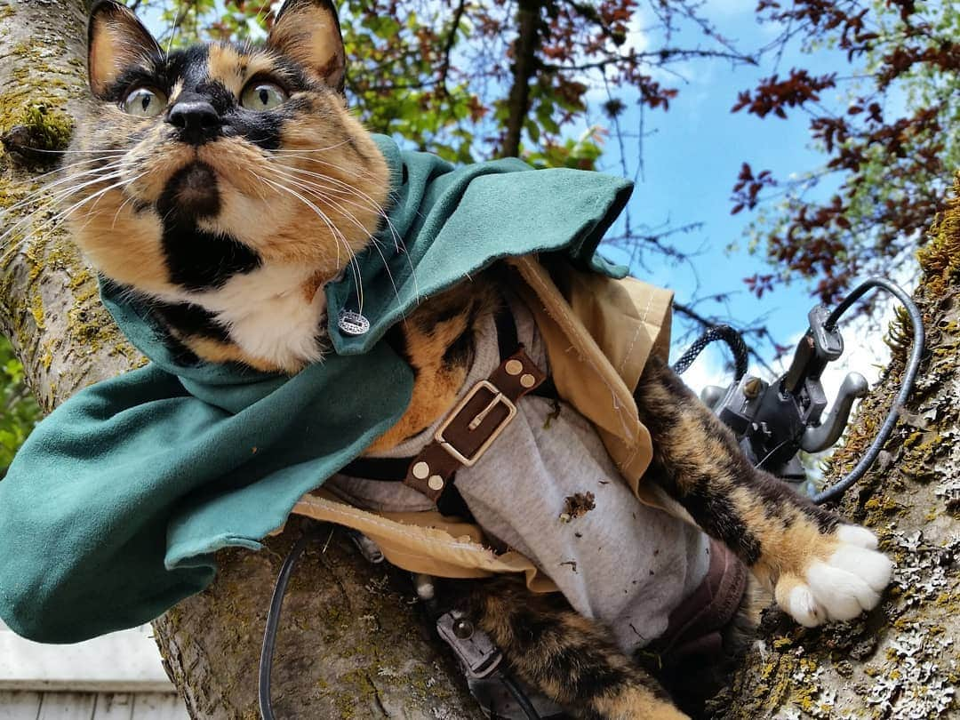 猫コスプレさんのインスタグラム写真 - (猫コスプレInstagram)「A Cat on Titan  #AttackonTitan #shingekinokyojin #snk #aot . . . . . . . #surveycorps #erenjaeger #leviackerman #aotfanart #snkcosplay #aotcosplay #attackontitancosplay #anime #animecosplay #catcostume #CatCosplay #cosplay #3dmanuvergear #Shingeki」3月19日 22時05分 - cat_cosplay