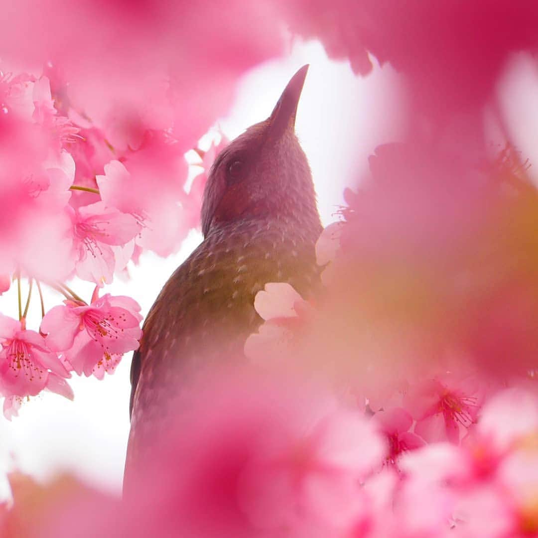 のインスタグラム：「春の京都ジェニックキャンペーン開催中！ https://camp-in.jp/kyotogenic-spring2019  #visitkyoto #kyotogenic #kyototravel #japantrip #kyototrip #ig_kyoto #kyoto_style #springinkyoto #sakura #cherryblossom #bulbul #birdwatching Kyoto Official Travel Guide http://kyoto.travel/en  #京都 #京都ジェニック  #未来に残したい京都  #京都好きな人と繋がりたい #穴場スポット #とっておきの京都 #満開 オフィシャルサイト「京都観光NAVI」 http://kanko.city.kyoto.lg.jp」
