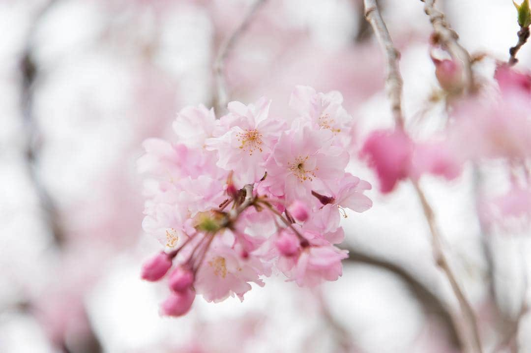 東京プリンスホテルさんのインスタグラム写真 - (東京プリンスホテルInstagram)「Exploring around our hotel gardens to feel spring. ⠀⠀⠀⠀⠀⠀⠀ 春を探しにホテルの周りを散策。 ⠀⠀⠀⠀⠀⠀⠀ Share your own images with us by tagging @tokyoprincehotel ————————————————————— #tokyotower #tokyoprincehotel #princehotels #tokyo #japan #beautifulhotels #tokyohotel #東京 #东京 #도쿄 #tokio #tokyoprince」3月19日 22時14分 - tokyoprincehotel