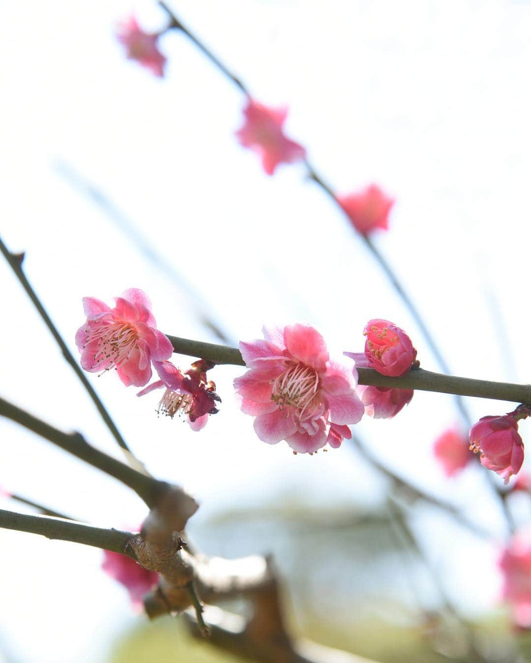 よみうりランドさんのインスタグラム写真 - (よみうりランドInstagram)「【園内の花だより】 園内には今梅の花が咲いています。 日々春へと近づいていることを感じられます。 #よみうりランド #東京 #Tokyo  #Japan #amusementpark #イルミネーション #ジュエルミネーション #jewellumination  #illumination  #光 #ファミリー #家族 #遊園地 #休日 #週末 #小旅行 #女子旅 #観光 #観光スポット #観光地 #instagood #インスタ映えスポット #trip  #いいねしてね #海外旅行大好き #梅 #flowers #花 #春」3月19日 22時29分 - yomiuriland