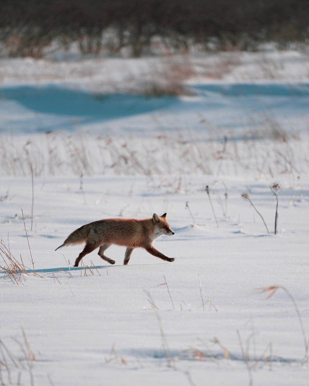Hikaruのインスタグラム：「I have fallen in love in a fox. . . ずっと追いかけていたかった。 . . #instagram#instagramjapan #igersjp#東京カメラ部#tokyocameraclub #natgeo#yourshotphotographer #sony#bealpha#sonyalpha #pashadelic#naturephotography #naturegeography #fox#キタキツネに会いたい#キタキツネ #lovers_nippon#photogrena_nature#photo_shorttrip#japan#visitjapanjp #longexposure_japan #hokkaido#写真好きなの人と繋がりたい」