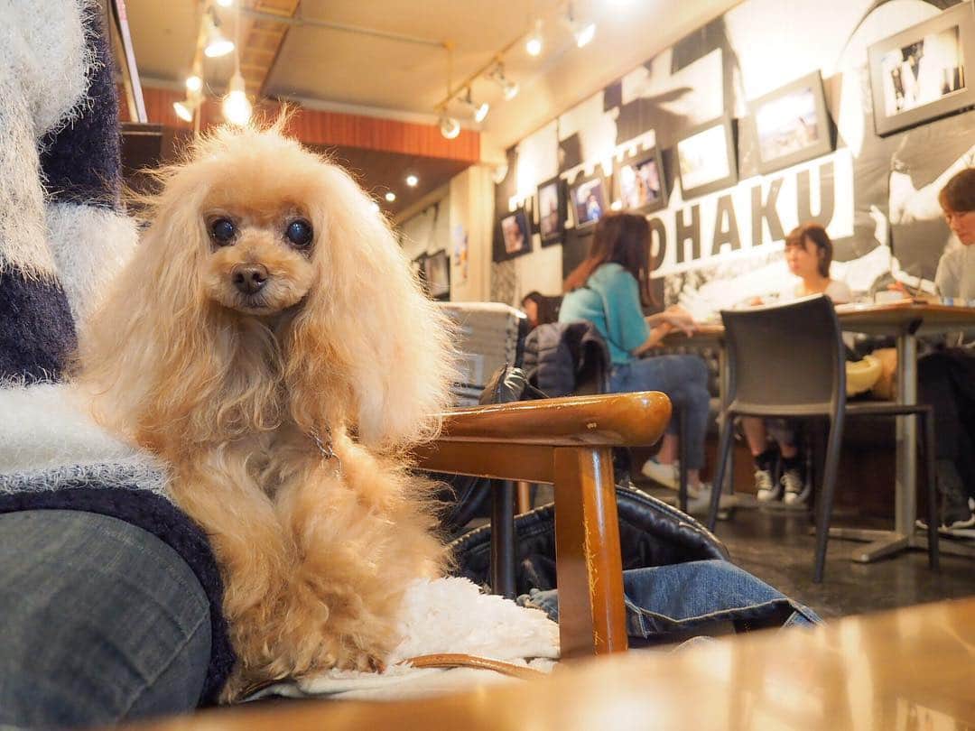 Toypoodle Mikuru?Asakusa Tokyoのグルメインスタ