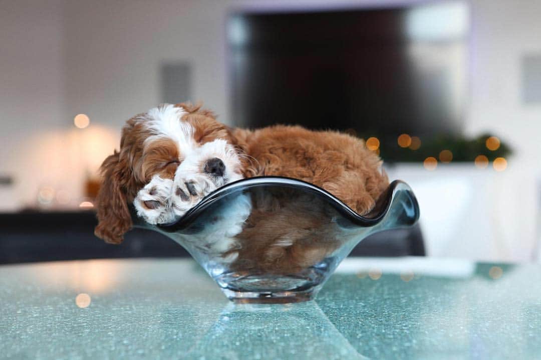 CANON USAさんのインスタグラム写真 - (CANON USAInstagram)「"Our 9 weeks old Maltipoo, Charlie, can sleep just about anywhere! Here he found a comfy resting place in a small bowl." #MyCanonStory  Photo Credit: @charlieandthecutefactory Camera: #Canon EOS 5D Mark II Lens: EF 24-70mm f/2.8L USM Aperture: f/5 ISO: 400 Shutter Speed: 1/60 sec Focal Length: 70mm」3月19日 22時34分 - canonusa