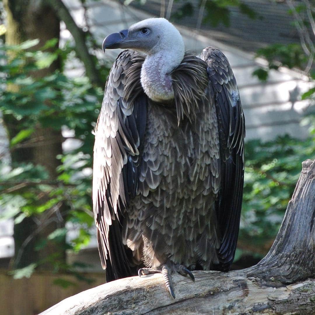 スミソニアン国立動物園さんのインスタグラム写真 - (スミソニアン国立動物園Instagram)「How do Rüppel’s griffon vultures fly so high? It’s in their blood! A special type of hemoglobin helps them absorb oxygen more efficiently. They can soar to heights of 30,000+ feet! Meet vultures Tuck and Natalie at the Cheetah Conservation Station. PLAN YOUR VISIT: https://s.si.edu/2h3CN1W.」3月19日 22時40分 - smithsonianzoo