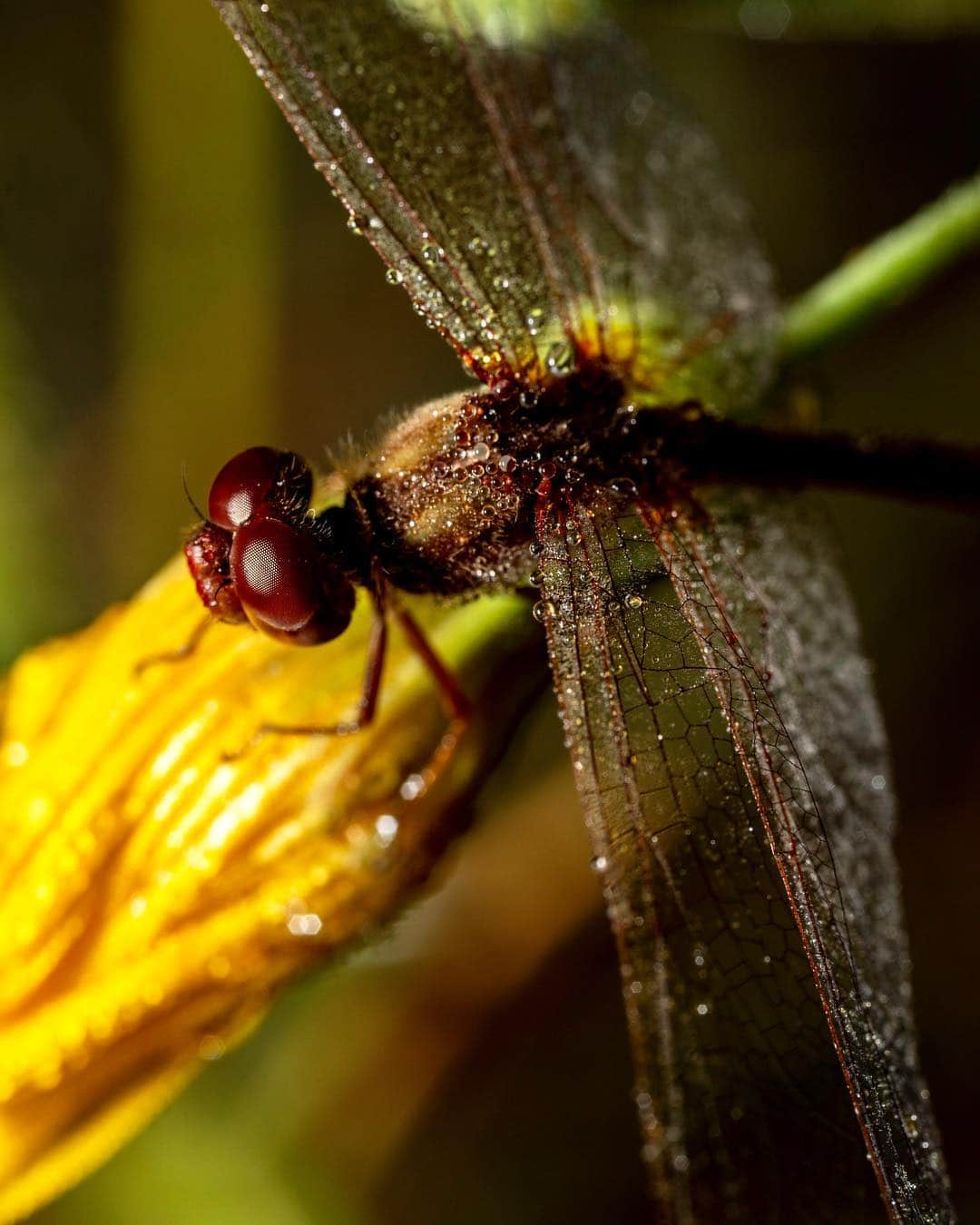 アンジー・ペインさんのインスタグラム写真 - (アンジー・ペインInstagram)「Dragonfly drying at sunrise. • • • • • #macro #macrophotography」3月19日 22時40分 - angelajpayne