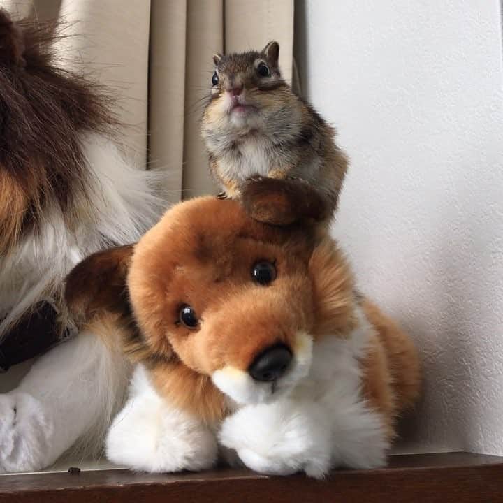 ビッケ & トッドのインスタグラム