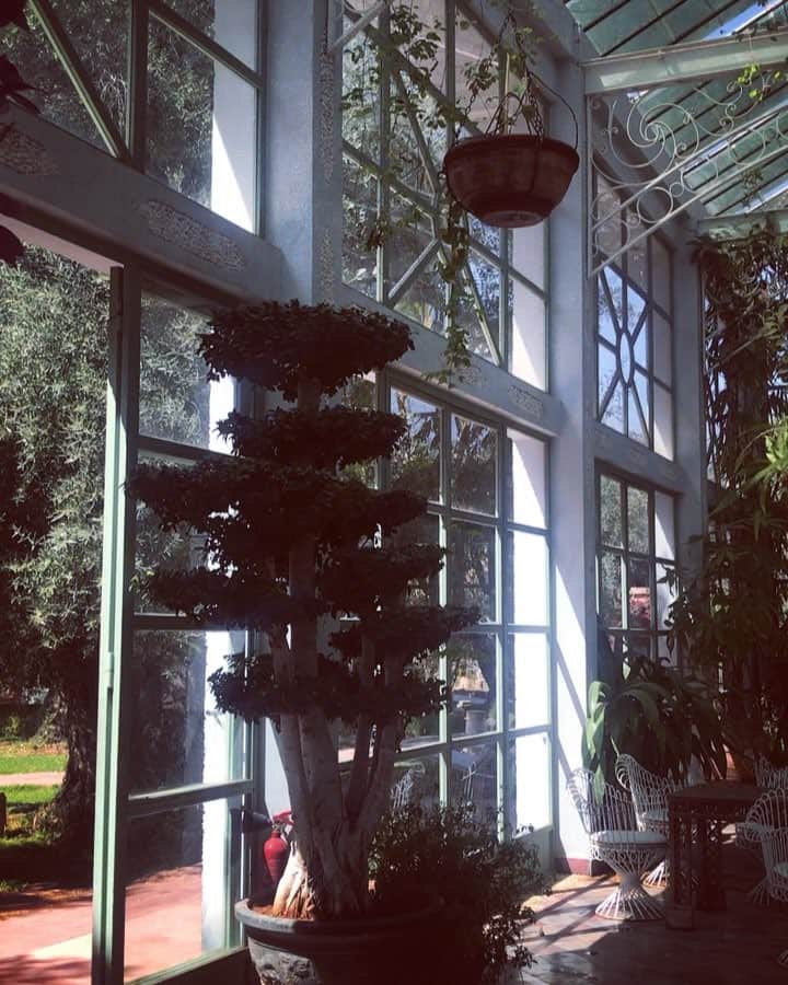 アレクシマビーユのインスタグラム：「Back in the time @beldicountryclub #glasshouse #greens #belleepoque #nostalgia #grandeur #decadence #throwback #timeless #alexismabille #maroc #birdsong」