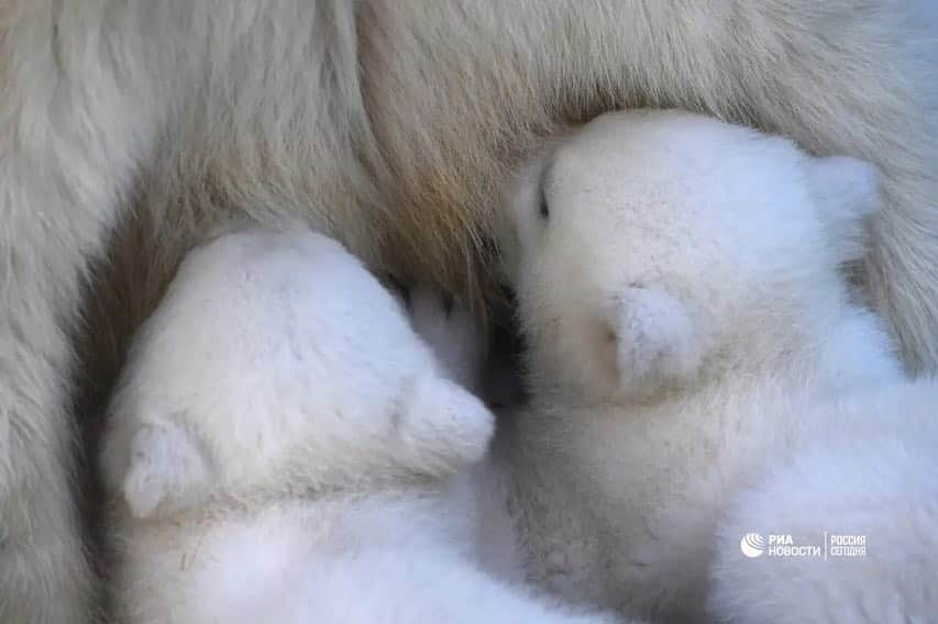 RIAノーボスチさんのインスタグラム写真 - (RIAノーボスチInstagram)「В конце прошлого года в Новосибирском зоопарке у белых медведей Герды и Кая родилась двойня. В начале марта Герда впервые вывела малышей на прогулку. Под пристальным вниманием мамы медвежата резвятся в снегу и играют друг с другом.」3月19日 22時55分 - ria_novosti