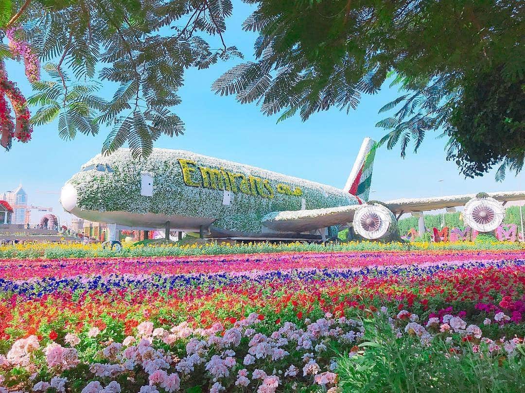 のインスタグラム：「こんばんは😊 ドバイのお写真は 「#タビジョ」とあわせて 「#tabijyomap_dubai」でお待ちしてます✨ 本日はこちら💕 ＊＊＊＊＊＊ 📸@decorate_my_tripさん 🚩アラブ首長国連邦・ドバイ 「ドバイ ミラクルガーデン」 🎙ご本人コメント 📍Dubai Miracle Garden / Dubai 📍ミラクルガーデン / ドバイ 📷December 27th, 2018 ✏︎ - - - - - - - - - - - - - - - - - - - - - - - - - ✈︎ 今さら感あるけど、笑 年末年始はイランに行ったよ😊 イランpicの前に、まずはトランジットのドバイ編🇦🇪から ： わたし史上、最もフォトジェニックなスポットに君臨している、 ドバイのミラクルガーデン🌼💕 ： このお花畑のために毎年ドバイに行く！と決めて、 ミラクルガーデン歴3年目。 ： どんだけ好きやねん🤣笑 ： 👇圧倒的にメルヘン！ “世界一” がお好きなドバイの、世界一の花畑♡ https://decorate-my-trip.com/dubai-miracle-garden/ (プロフィールのリンクからも飛べます @decorate_my_trip) ＊＊＊＊＊＊ 「ミラクルガーデン歴3年目」って凄いです😆 ステキなお写真ありがとうございます✨ ＊＊＊＊＊＊ 今月の旅の思い出は、 @his_japanをタグ付け頂き #LW3月の旅 で投稿お待ちしてます😃 (厳選させて頂いたお写真を使わせて頂き 弊社メディア「Like the World」で 記事をUPさせていただく予定です。) ＊＊＊＊＊＊ #タビジョ #タビジョと繋がりたい #tabijyomap_dubai」