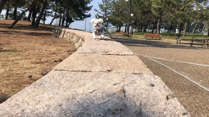 こなつのインスタグラム：「おひさしぶりにーずです🐶🌷🐝🍃✨」