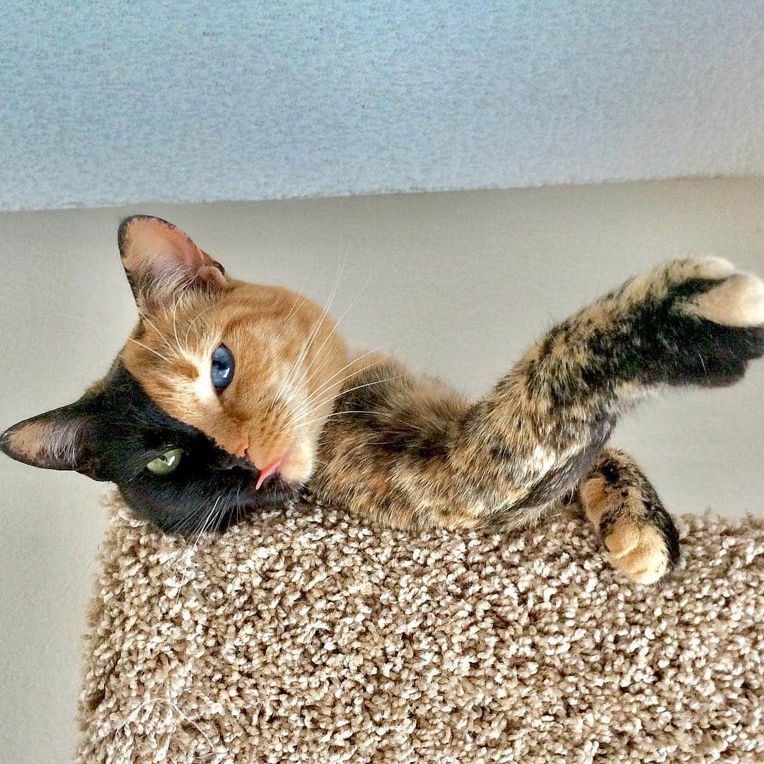 Venus Cat さんのインスタグラム写真 - (Venus Cat Instagram)「Just sit back and let it out...it’s #tongueouttuesday 😋😛🤪」3月19日 23時10分 - venustwofacecat