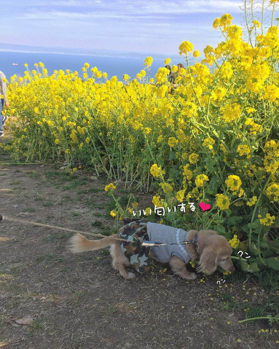 チズさんのインスタグラム写真 - (チズInstagram)「高台に咲く菜の花畑🌼 青空と見渡す海  まさに✨ #フォトジェニック だぁー❤︎ ･:*+.\(( °ω° ))/.:+ #あわじ花さじき  #淡路島  #菜の花畑#菜の花 #あさが来たロケ地  #絶景 #タダスポ #ワンコとお出かけ 🐕💨 #Mダックス #ダックス #ミニチュアダックスフンド #ミニチュアダックスクリーム #短足犬 #短足部 #カニンヘンダックス #関西ダックス#親父犬 #ダックス13歳#シニア犬 #犬は家族#犬なしでは生きていけません会 #インスタでわんこみるのが日課 ♡♡」3月19日 23時18分 - sqi.chizu