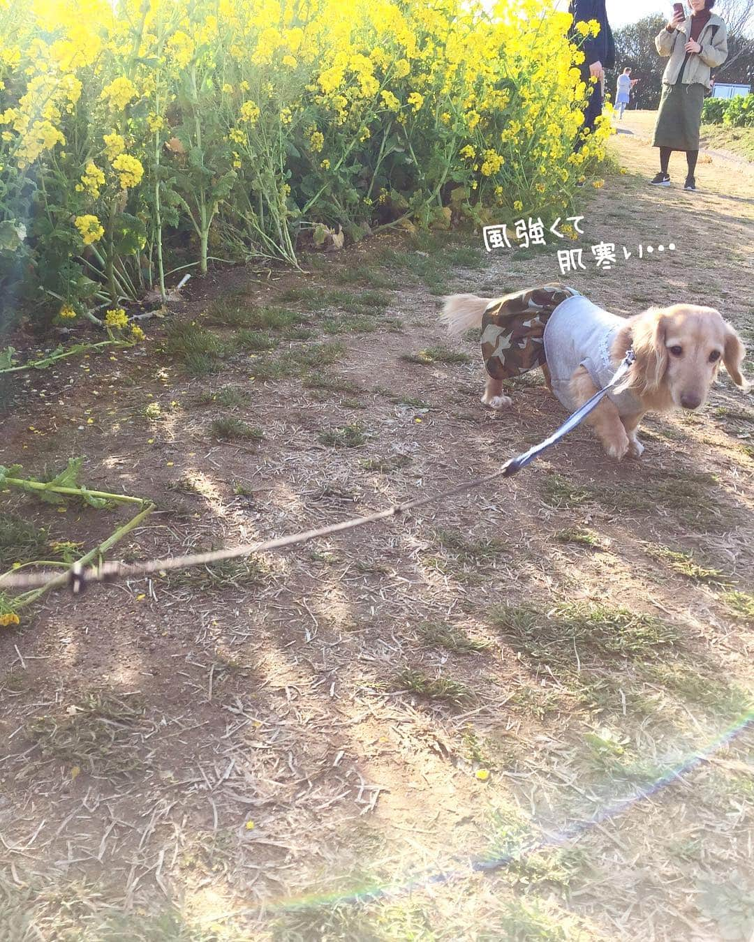 チズさんのインスタグラム写真 - (チズInstagram)「高台に咲く菜の花畑🌼 青空と見渡す海  まさに✨ #フォトジェニック だぁー❤︎ ･:*+.\(( °ω° ))/.:+ #あわじ花さじき  #淡路島  #菜の花畑#菜の花 #あさが来たロケ地  #絶景 #タダスポ #ワンコとお出かけ 🐕💨 #Mダックス #ダックス #ミニチュアダックスフンド #ミニチュアダックスクリーム #短足犬 #短足部 #カニンヘンダックス #関西ダックス#親父犬 #ダックス13歳#シニア犬 #犬は家族#犬なしでは生きていけません会 #インスタでわんこみるのが日課 ♡♡」3月19日 23時18分 - sqi.chizu