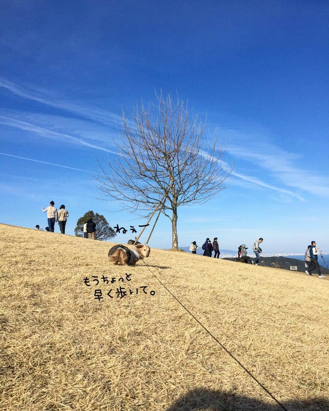 チズさんのインスタグラム写真 - (チズInstagram)「高台に咲く菜の花畑🌼 青空と見渡す海  まさに✨ #フォトジェニック だぁー❤︎ ･:*+.\(( °ω° ))/.:+ #あわじ花さじき  #淡路島  #菜の花畑#菜の花 #あさが来たロケ地  #絶景 #タダスポ #ワンコとお出かけ 🐕💨 #Mダックス #ダックス #ミニチュアダックスフンド #ミニチュアダックスクリーム #短足犬 #短足部 #カニンヘンダックス #関西ダックス#親父犬 #ダックス13歳#シニア犬 #犬は家族#犬なしでは生きていけません会 #インスタでわんこみるのが日課 ♡♡」3月19日 23時18分 - sqi.chizu