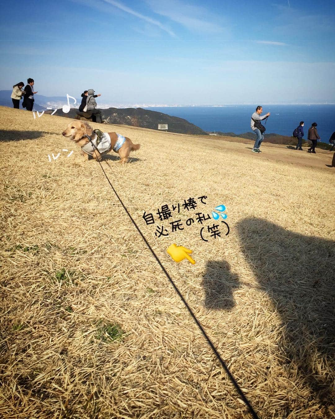 チズさんのインスタグラム写真 - (チズInstagram)「高台に咲く菜の花畑🌼 青空と見渡す海  まさに✨ #フォトジェニック だぁー❤︎ ･:*+.\(( °ω° ))/.:+ #あわじ花さじき  #淡路島  #菜の花畑#菜の花 #あさが来たロケ地  #絶景 #タダスポ #ワンコとお出かけ 🐕💨 #Mダックス #ダックス #ミニチュアダックスフンド #ミニチュアダックスクリーム #短足犬 #短足部 #カニンヘンダックス #関西ダックス#親父犬 #ダックス13歳#シニア犬 #犬は家族#犬なしでは生きていけません会 #インスタでわんこみるのが日課 ♡♡」3月19日 23時18分 - sqi.chizu