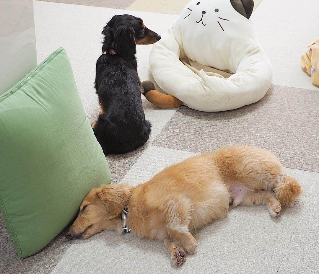 Sora Momoさんのインスタグラム写真 - (Sora MomoInstagram)「そら遊び疲れて寝ちゃった🐶💤 ももはどこで寝ようかな ☺︎ いいところにベッドがあった🐶💕 ☺︎ #中のクッション飛んで行ってる#そらがひとしきり遊んだ後#少々クッション悪くても#気にしないタイプ#だってここにあったから#ベッドカミカミして#穴だらけ#それでも気にしないタイプ#シュールな昼下がりの光景#仲良し#そらともも #ダックス#ミニチュアダックス #ダックス多頭飼い  #dachshund #miniaturedachshund」3月19日 23時18分 - teratera_sorapu_