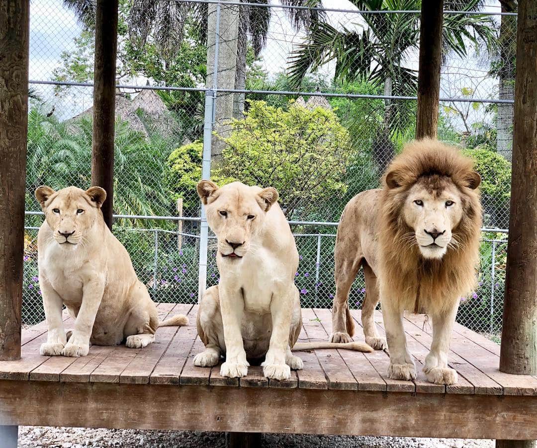 Zoological Wildlife Foundationさんのインスタグラム写真 - (Zoological Wildlife FoundationInstagram)「That’s what’s called paying attention🐾 . #whitelion #lion #conservation #endangeredspecies #zwfmiami #zwf」3月19日 23時46分 - zwfmiami