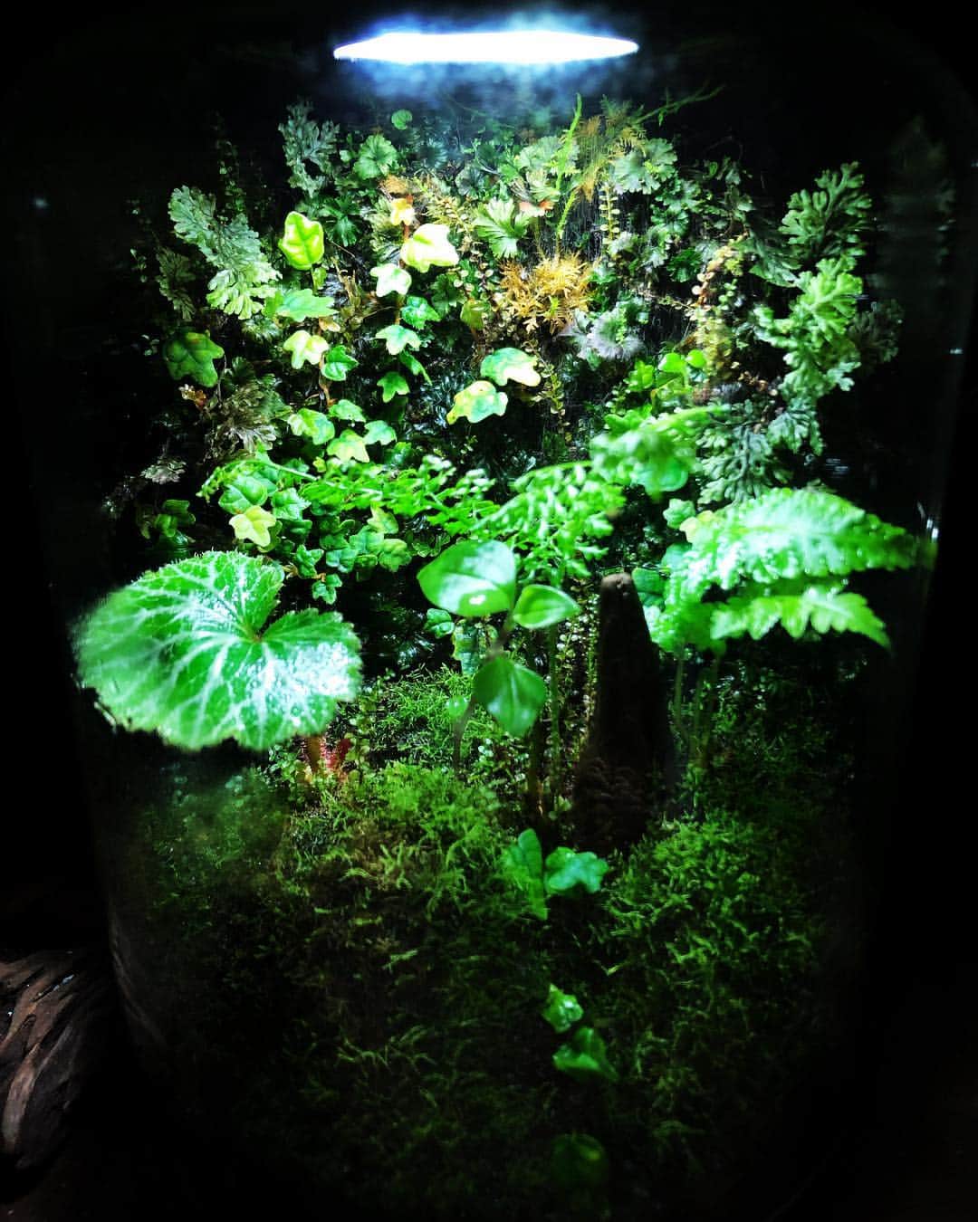 金成公信さんのインスタグラム写真 - (金成公信Instagram)「こいつもこんなになっちゃって。もうこれは、森だよ🌿#mossterrarium #moss #苔 #苔テラリウム #paludarium #パルダリウム #plants #green #fern #シダ #ユキノシタ」3月20日 0時01分 - bonsai_chiba