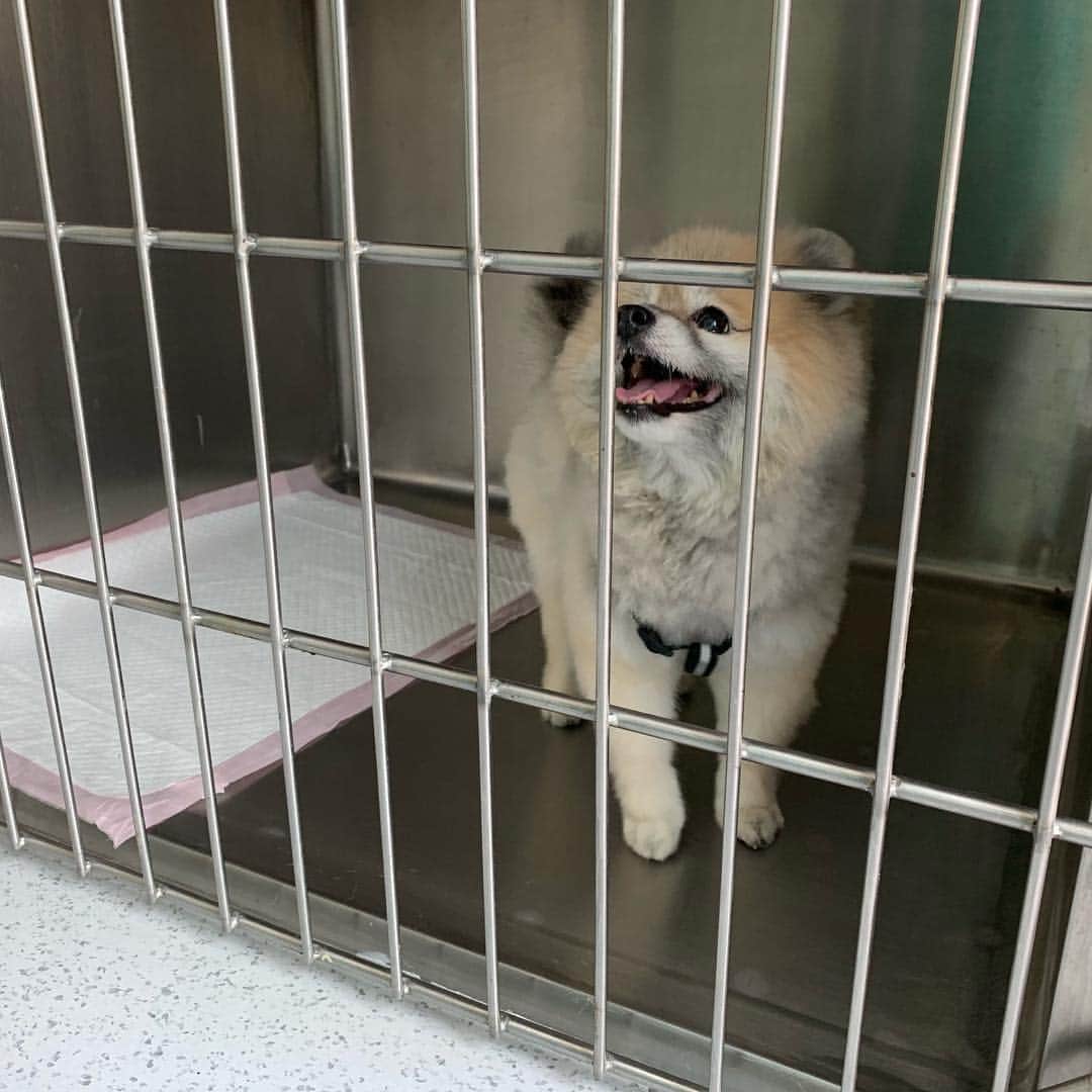 Ella Chuffyのインスタグラム：「Done with the surgery!! Yippee!! 🐶❤️ first picture is before the surgery.  The second one is right after Chuffy woke up and last picture....He can eat!!! Strong Chuffy!! The vet said he sent his tumor to the lab; the result will be out in a week. 🥰🐶❤️🐾」