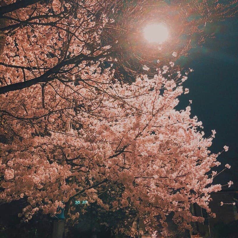 キム・ナヒさんのインスタグラム写真 - (キム・ナヒInstagram)「곧 보게 될 🌸」3月20日 0時30分 - knhs2