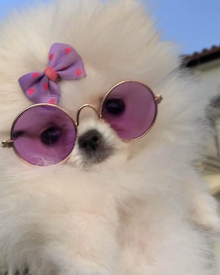 Michelle Lewinのインスタグラム：「The last video EVER of my little angel "Michi" before I left to Paris for a few days😔 -Michi arrived just 7 hours after my "Micho" died 1,5 months back. When Micho passed away, Michi was allready on the way to me... What are the odds? She even smelled just like Micho. Just a coincidence? And, she even had the same behavior as Micho as a puppy. I miss you so much, I can't believe you had to go🙏🏻😞😞 -To all dog owners: When traveling, do NOT leave your dogs to friends or family that has no experience with dogs, even if they promise they will keep them safe. Unfortunately I fell for the pressure, and that cost the life of my sunshine. Maybe she was just a borrow from above, something sacred to help me get over the loss of Micho. If so, she did a fantastic job. Thank you Michi for your time with me, I loved every second of it❤️😞 -Rest in peace🙏🏻」