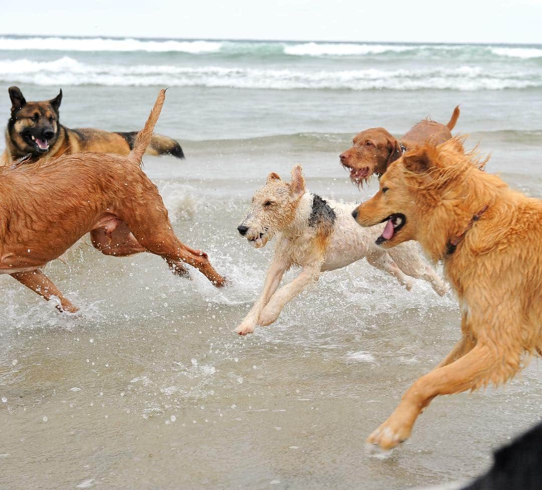 のインスタグラム：「#ad: Did you know cute dog photos can also help others? @googlelocalguides share them on Google Maps to let you know when a place is dog-friendly, like this shot captured at the two-mile-long North Beach in Del Mar, California by Local Guide @uchi_desi. #letsguide」