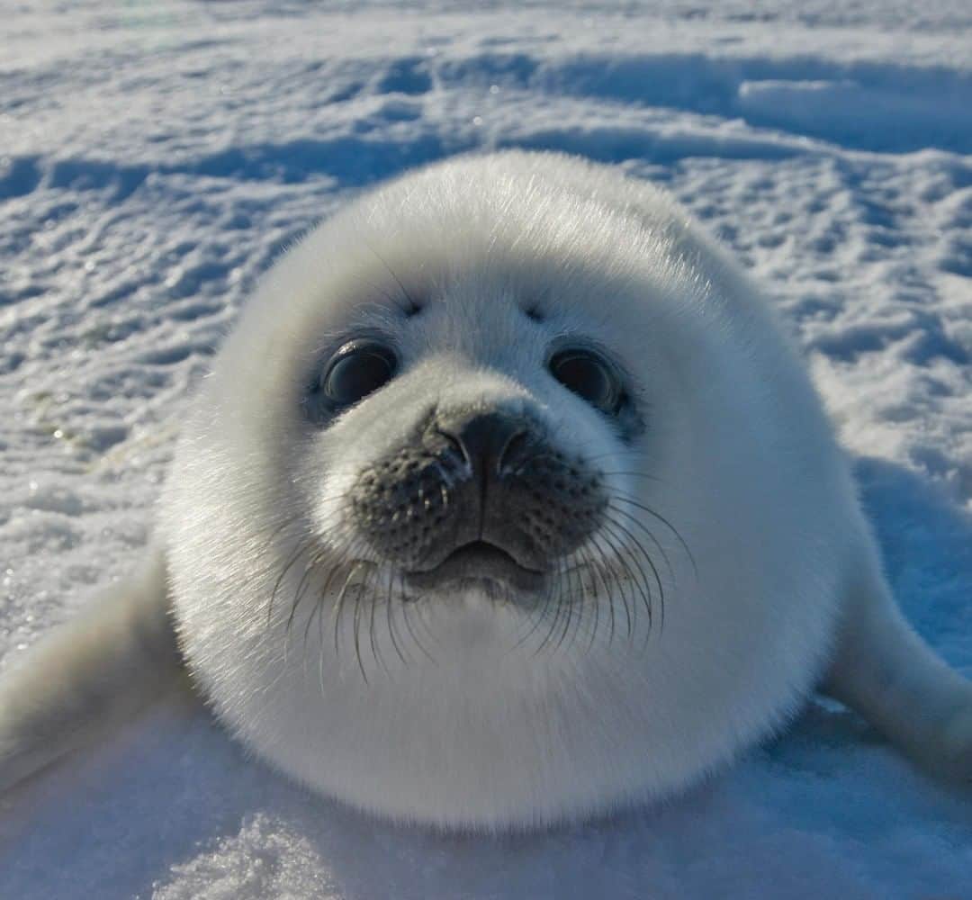 アニマルプラネットさんのインスタグラム写真 - (アニマルプラネットInstagram)「Don't enter a breath-holding contest with an arctic seal! They can hold their breath for up to 15 minutes underwater. Although it can be hard to tell these cuties apart, arctic seal moms can find their babies by the way they smell. These babies have no blubber when they're born, but quickly fatten up on mom's milk. . . . . . . #animalsofinstagram #animalplanet #animaloftheday #wild #wildlife #outdoors #animals #wildanimals #conservation #nature #animallovers #instanature #wildgeography #seal #arcticseal #pup #harborseal #babyanimal #cute」3月20日 1時00分 - animalplanet