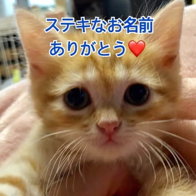 まんちの樹（マンチカンブリーダー）さんのインスタグラム写真 - (まんちの樹（マンチカンブリーダー）Instagram)「マンゴベビー：マンマッカ君。新家族さん決まっていました。 お名前決めてもらいました。『ミル』君です。お名前は新家族さんからの最初の大事なプレゼント🎁。ありがとうございます❤️ #マンチカン#munchkin#スコティッシュフォールド#猫#ねこ#ネコ#ねこ部 #子猫#にゃんすたぐらむ#にゃんだふるらいふ#レッドタビー#まんちの樹#猫ブリーダー#マンチカンブリーダー#マッカレルタビー #cat#kitten#kitty#cute#meow #picneko#catstagram#instacat#catlover#catsofinstagram#ilovecat」3月20日 1時01分 - machiyominoura