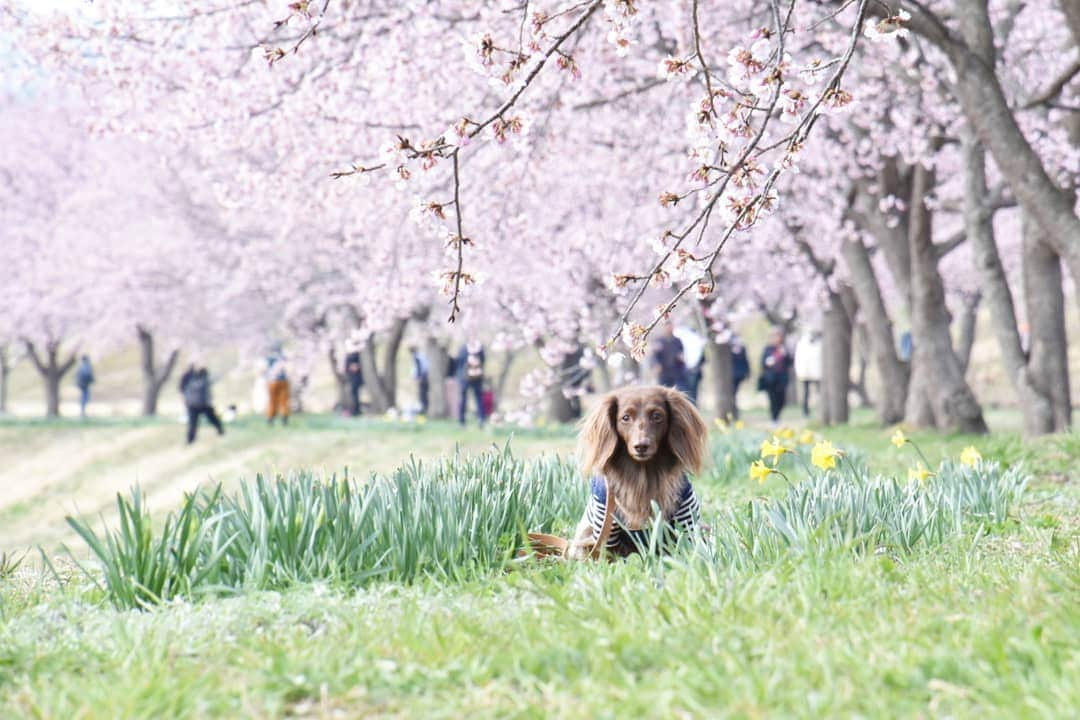 etsukoさんのインスタグラム写真 - (etsukoInstagram)「* 2019.03.20 あらーん💦💦 * * * 🐶💬 『大胆に 地べたに 這いつくばって頑張っていた割に……。』 * * * 👧💬 『はい。こんな……ね(笑)』 * * * 今年もこちらに。  這いつくばって パシャパシャ📷頑張った割には  どれもこれも こーんなに人がたくさん(笑) アロハさんと 桜🌸にしか目がいってないってことかい？ * * * #アロハと花巡り2019 #安行寒桜 #桜 #あろまっぷ #ミニチュアダックスフンド #ミニチュアダックス #ダックスフンド #ダックス #チョコソリッド #ワンコなしでは生きて行けません会 #犬のいる暮らし  #miniaturedachshund #miniaturedachs #dachshund #dachs #dogoftheday #dogstagram #ig_dogphoto #ig_flower #instadachs #instaflower  #todayswanko #alohahappy🐶 * * *」3月20日 1時08分 - aloha_with_etsuko