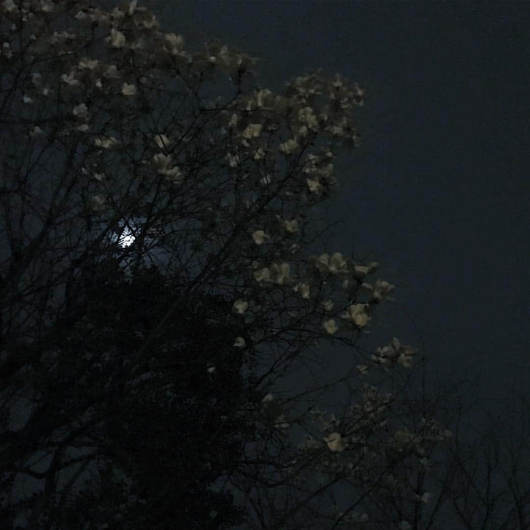 椎名直子さんのインスタグラム写真 - (椎名直子Instagram)「はるの月明かり」3月20日 1時12分 - natadecoco