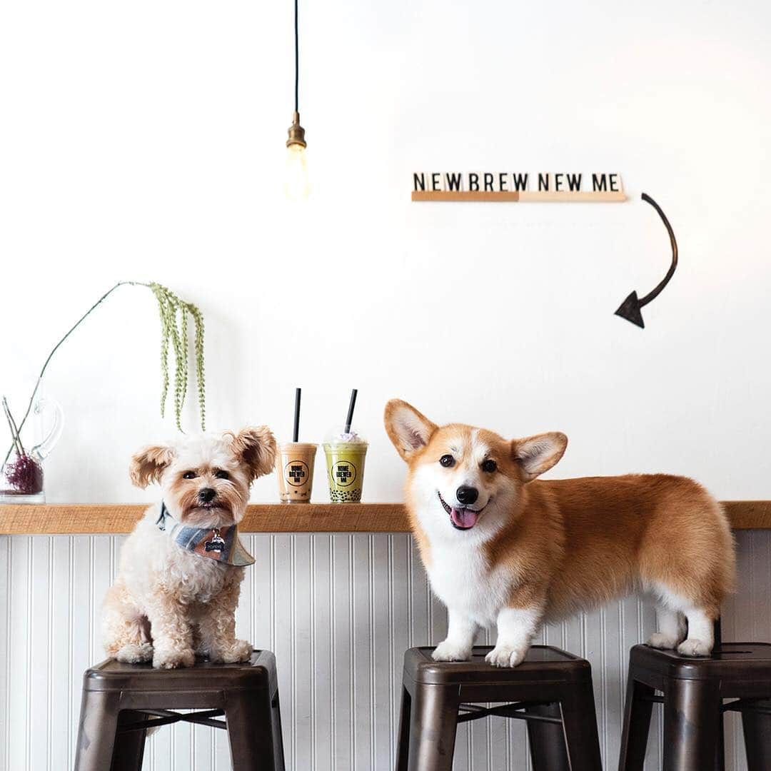 Geordi La Corgiさんのインスタグラム写真 - (Geordi La CorgiInstagram)「@popeyethefoodie and I are on a 30-day mission to find the BEST BOBA IN LA! ⁣ ⁣ Got any recommendations for us? Let us know so we can come visit your favorite boba shop! 🙌」3月20日 1時13分 - lacorgi
