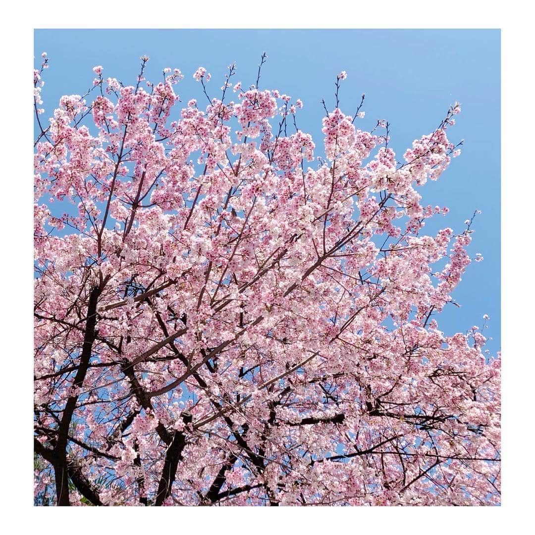 佐藤梨那さんのインスタグラム写真 - (佐藤梨那Instagram)「昨日の1枚📷✨ eGGのナレーション帰り、 桜が咲いていました✨  青空にピンクが映えて とても綺麗☺️💓 ♡ ソメイヨシノの開花も間もなく…🌸 ♡ #桜  #cherryblossom  #赤坂」3月20日 1時34分 - sato_lina