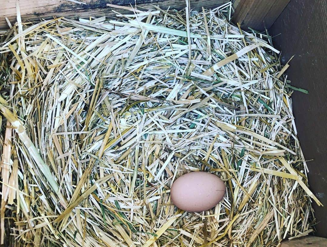 ミシェル・ブランチさんのインスタグラム写真 - (ミシェル・ブランチInstagram)「The evolution of a perfect (almost) spring morning ✨🐓🥚🍳」3月20日 1時51分 - michellebranch