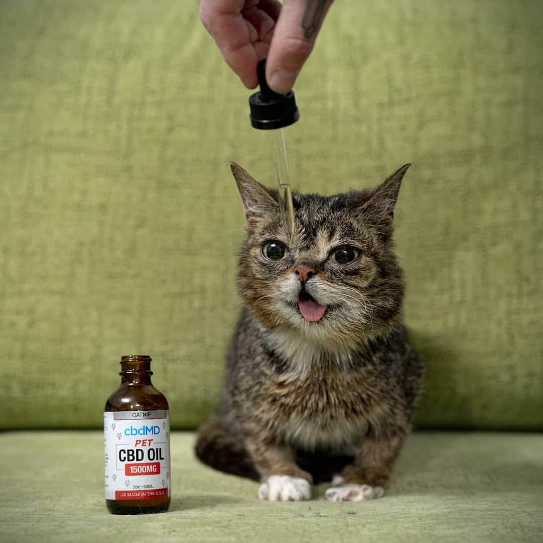 Lil BUBさんのインスタグラム写真 - (Lil BUBInstagram)「BUB's making sure I get her CBD Oil dosage right. 10 drops with her food in the morning, and 10 drops at night. Learn more about cbdMD's CBD Oil for Pets, and get 20% off your first order with code BUB at the link in BUB's bio (www.cbdmd.com/bub)」3月20日 1時58分 - iamlilbub