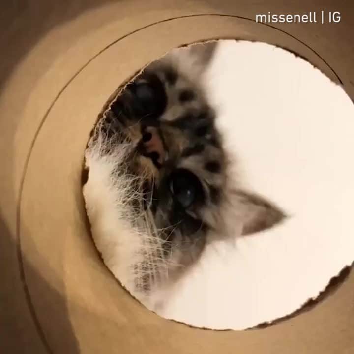 のインスタグラム：「What you see before entering the gate to heaven⠀ ⠀ 📹@missenell⠀ ⠀ #meowed #bengal #birman #gilbertandnelly #」