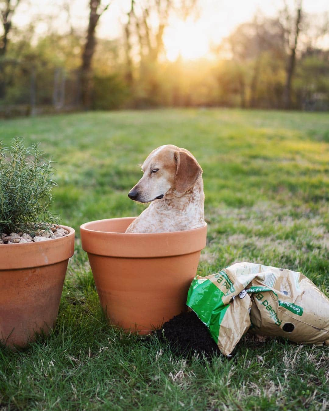 マディさんのインスタグラム写真 - (マディInstagram)「Did some yard work and planted a few rosemary bushes at my casa last night. And a dog. She really is the sweetest, will never be a another like her ✨」3月20日 2時09分 - thiswildidea