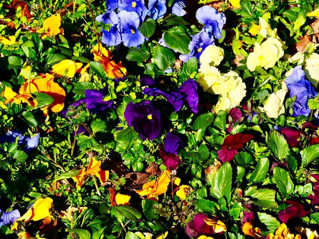 松本まりかさんのインスタグラム写真 - (松本まりかInstagram)「葉っぱがさ、まるで自分も花だと思ってるのかしら？  みどり達、花に負けじと、発色かな  あ、俳句風になっちゃった。 『画家の1日分の緑黄色野菜が摂れる弁当箱』」3月20日 2時15分 - marika_matsumoto