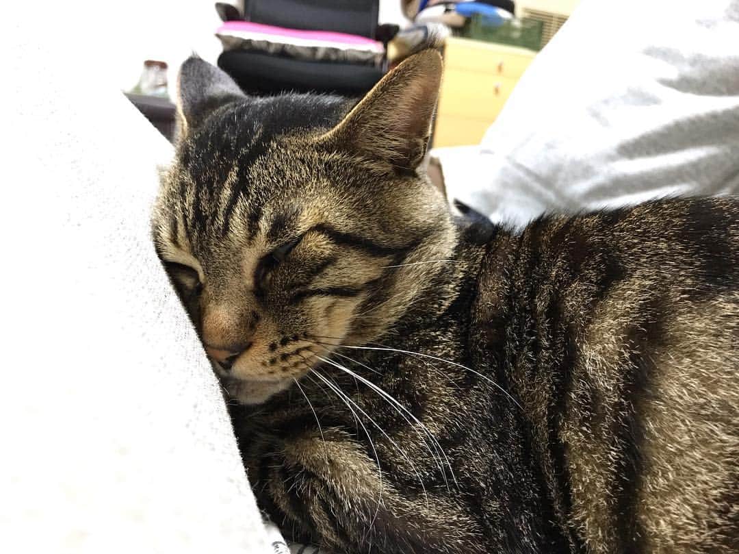 Musashiさんのインスタグラム写真 - (MusashiInstagram)「夜ムサシ。座椅子にめり込みつつの、おやすみなさい。Good night... #musashi #mck #cat #キジトラ #ムサシさん #musashi_the_cat #ねこすたぐらむ」3月20日 2時24分 - _daisy