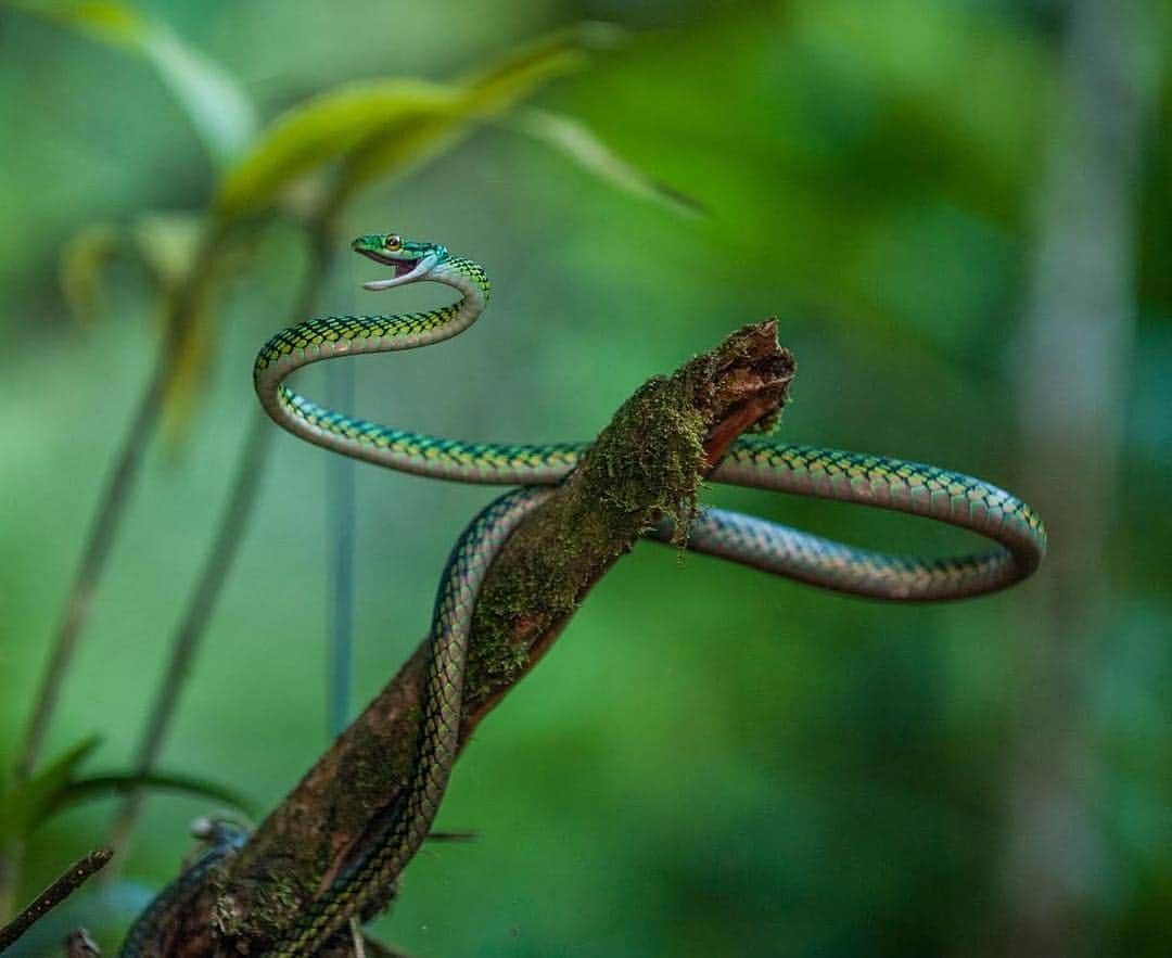 thephotosocietyさんのインスタグラム写真 - (thephotosocietyInstagram)「Photo by @bethjwald // A beautiful green tree snake loops itself around a branch in the dense montane rainforest of the Cordillera del Condor in the Ecuadorean Amazon, a place that I spent many months exploring while documenting the threats to the rich biological and cultural diversity of this region being posed by the development of Ecuador’s first large-scale metal mines.  The first of these mines, the Chinese-owned Mirador Mine, is slated to open in just a few months and other mines are planned for the Condor, which is also the ancestral territory of the Shuar people.  Their way of life, environment and human rights are being heavily impacted by the development of industrial mining in this remote corner of Ecuador.  See more images on my feed and also at Global Greengrants this week @globalgreengrants  #biodiversity #amazonwildlife #amazongreen #Ecuadoramazon #everydayecuador @amazon #Cordilleradelcondor @ilcp_photographers」3月20日 3時03分 - thephotosociety